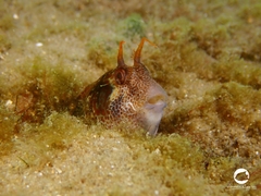 Parablennius postoculomaculatus