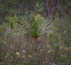 Xanthorrhoea platyphylla