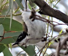 Melithreptus chloropsis