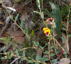 Bossiaea eriocarpa