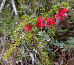 Melaleuca cyrtodonta