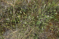Veronica pimeleoides