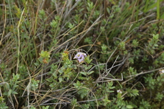 Veronica pimeleoides