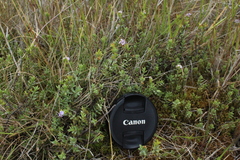 Veronica pimeleoides