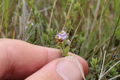 Veronica pimeleoides