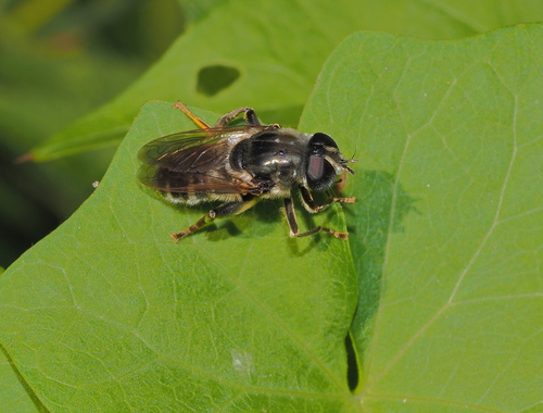 Merodon cinereus · iNaturalist