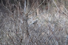Pterorhinus lanceolatus