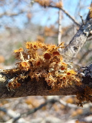 Teloschistes puber