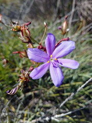 Aristea dichotoma