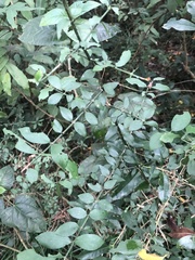 Benkara sinensis