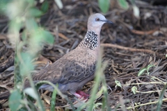 Streptopelia chinensis