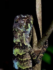 Enyalius catenatus