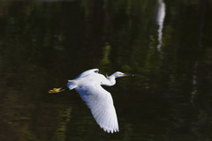 Egretta thula image