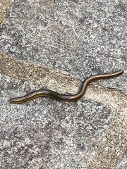 Ophiodes