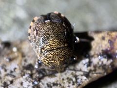 Platycoris bipunctatus