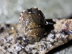 Platycoris bipunctatus