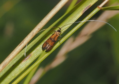 Nemophora pfeifferella