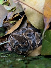 Bothrops leucurus