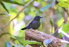 Thamnophilus aethiops