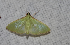 Parotis baldersalis