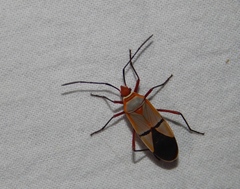 Dysdercus intermedius