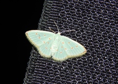 Comostolopsis stillata