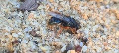 Sericophorus viridis
