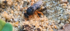 Sericophorus viridis