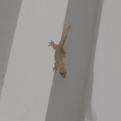 Hemidactylus platyurus