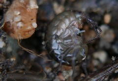 Cryptorchestia garbinii