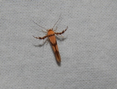 Stathmopoda luminata