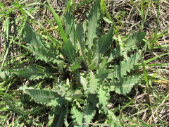 Cirsium alatum