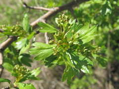 Crataegus ambigua