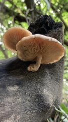 Rhodotus palmatus