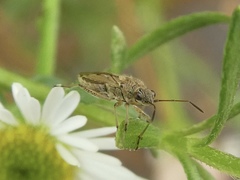 Nysius vinitor