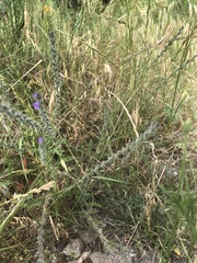 Verbena xutha