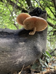 Rhodotus palmatus
