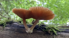 Rhodotus palmatus