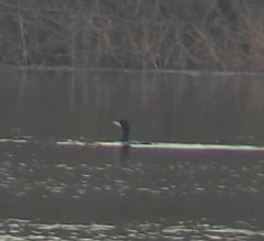 Phalacrocorax carbo