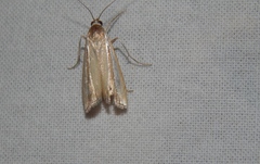 Classeya argyrodonta