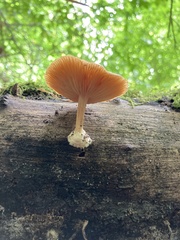 Rhodotus palmatus
