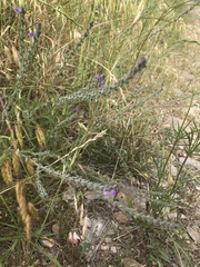 Verbena xutha