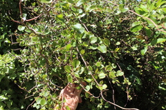 Muehlenbeckia australis × complexa