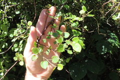Muehlenbeckia australis × complexa