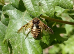 Abia lonicerae