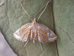 Eoophyla gibbosalis
