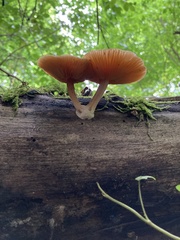 Rhodotus palmatus
