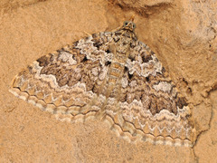 Camptogramma grisescens