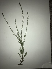 Verbena xutha