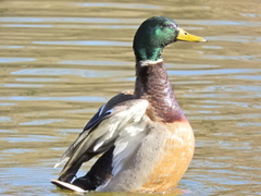 Anas platyrhynchos